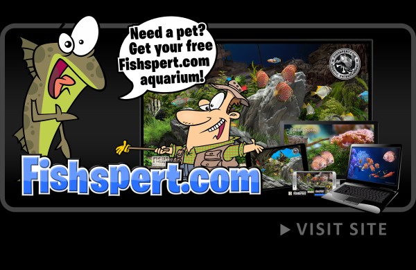 Free tropical fish videos for your mobile or TV from Fishspert.com